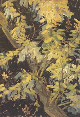 Vincent Van Gogh Blossoming Acaia Branches (nn04)